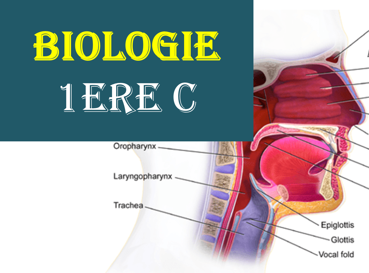 EXERCISES CORRIGES SVT 1ereC