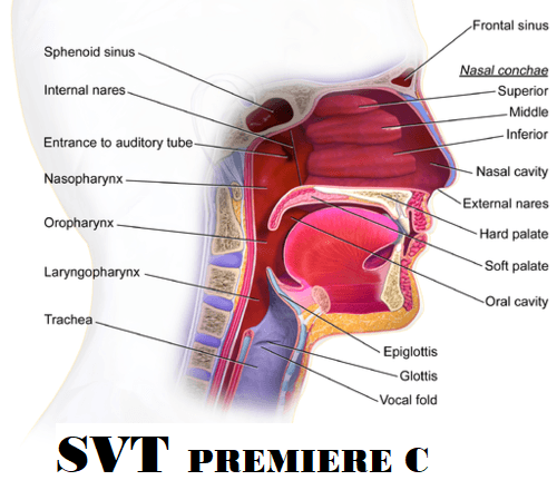 Cours de SVT 1ere C